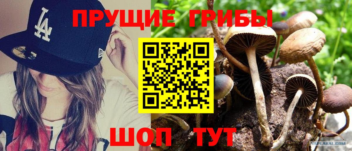 Галлюциногенные грибы Cubensis  наркотики  Вход с VPN  Донской  Псилоцибиновые грибы мицелий 